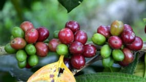 Des grains de café bio prêts à être récoltés, le 28 juin 2017 à Satipo au Pérou