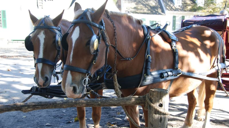 Un cheval qui tirait une calèche de touristes est mort d'épuisement à Barcelone (photo d'illustration).