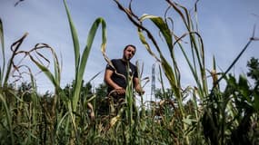 Les agriculteurs victimes de la sécheresse vont être exonérés du paiement de la taxe foncière sur les propriétés non bâties, a décidé le ministre de l'Agriculture.