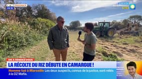 La récolte du riz débute en Camargue !
