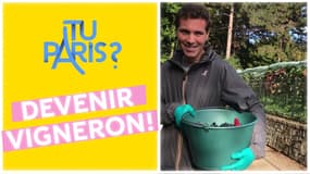 Tu Paris : des vendanges en plein Paris !