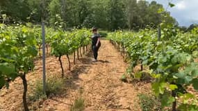 Claire Canolle, viticultrice à La Celle, près de Brignoles.