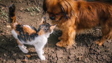 Un chien et un chat (Photo d'illustration).