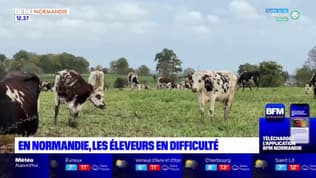 Normandie: les éleveurs de vaches en difficulté