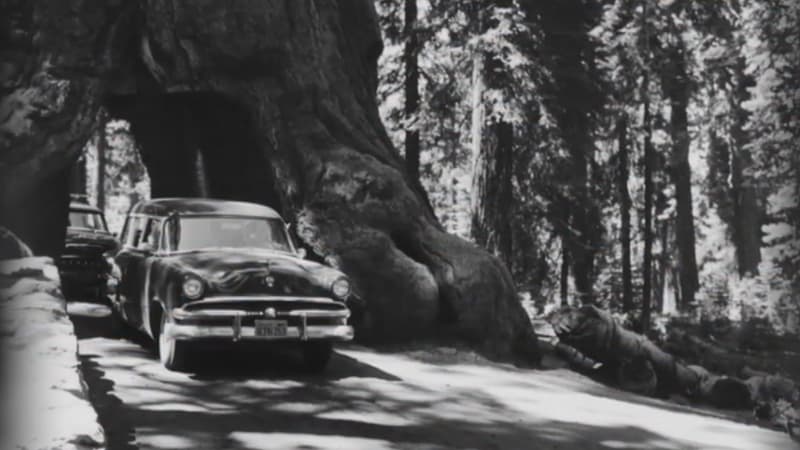 Des véhicules traversent un autre séquoia géant creusé en Californie, le Wawona Tunnel tree, tombé en 1969.