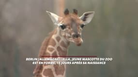 La nouvelle mascotte du zoo de Berlin, c'est Ella la girafe
