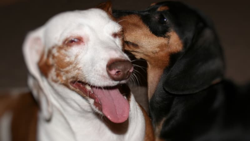 Le principe de Tindog: faire se rencontrer des chiens, et leurs maîtres, par la même occasion. 