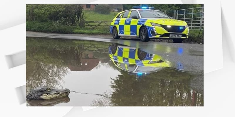 Un véhicule de police anglais près du cours d'eau ayant débordé où a été trouvé la fausse tête de crocodile.