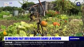 Nord-Pas-de-Calais: le mildiou ravage les cultures