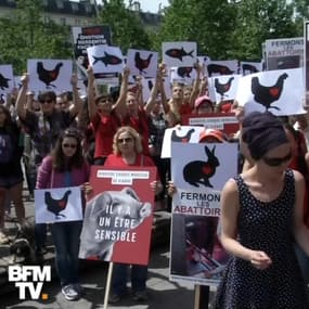Ils s'en prennent aux boucheries mais pas que... qui sont les antispécistes ? 