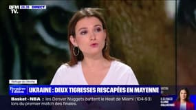 Deux tigresses rescapées de la guerre en Ukraine sont arrivées dans un refuge de Mayenne 