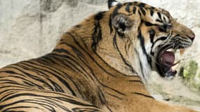 Aujourd'hui, il ne reste pas plus de 400 tigres de Sumatra dans la nature. 