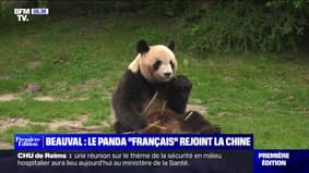Le panda "français" de Beauval, dont Brigitte Macron est la marraine, va rejoindre la Chine le 4 juillet