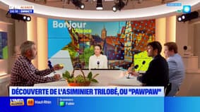 Le Café des Jardiniers: découverte du "Pawpaw", un fruit peu connu en France
