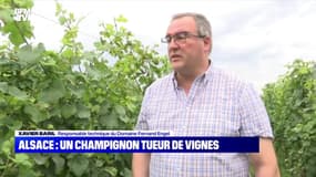 Alsace : un champignon tueur de vignes - 14/07