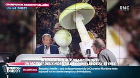 Une femme meurt intoxiquée par des champignons: comment reconnaître l'amanite phalloïde?