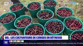 Gel: les cultivateurs de cerises en détresse