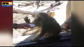 L’étonnante réaction d’un singe face à un tour de magie