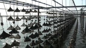Les huîtres de l'étang de Thau sont-elles menacées?