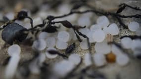 Des granules de plastique industriels, également appelés "larmes de sirène", le 15 février 2023 à Plomeur, dans l'ouest de la France. (Illustration)