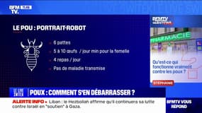 Qu'est-ce qui fonctionne vraiment pour se débarrasser des poux? BFMTV répond à vos questions
