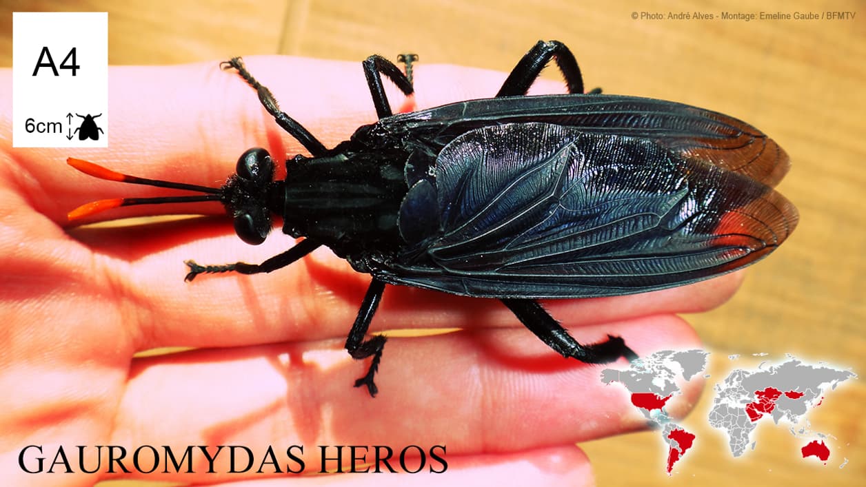 Gauromydas heros, la plus grande guêpe du monde Gauromydas heros, la plus grande guêpe du monde