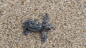 Le bébé tortue est sorti du nid et a rejoint la mer juste avant le début des intempéries.