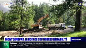 Montgenèvre: le bois de Sestrières en cours de réhabilitation 