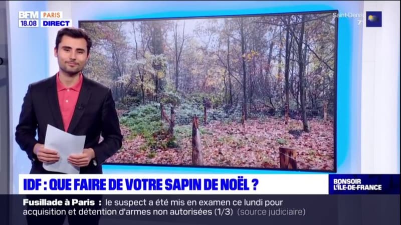 Île-de-France: où déposer votre sapin de Noël?
