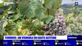 Alpes-de-Haute-Provence: premières vendanges en haute altitude