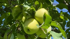 Des pommes produites dans les Alpes-de-Haute-Provence.