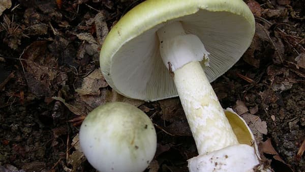 Une amanite phalloïde