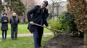 Manuel Valls a planté un chêne dans le jardin de Matignon mardi.