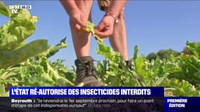 L'État veut autoriser les betteraviers à utiliser des néonicotinoïdes, un insecticide interdit depuis 2018