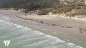 En Nouvelle-Zélande, ces 145 dauphins sont morts sur une plage