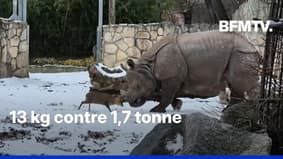 Insolite: un petit cerf s'attaque à un rhinocéros dans un zoo polonais