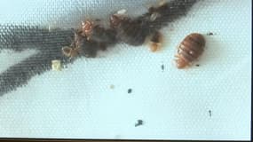 À Marseille, les punaises de lit envahissent le quartier de la Belle de Mai