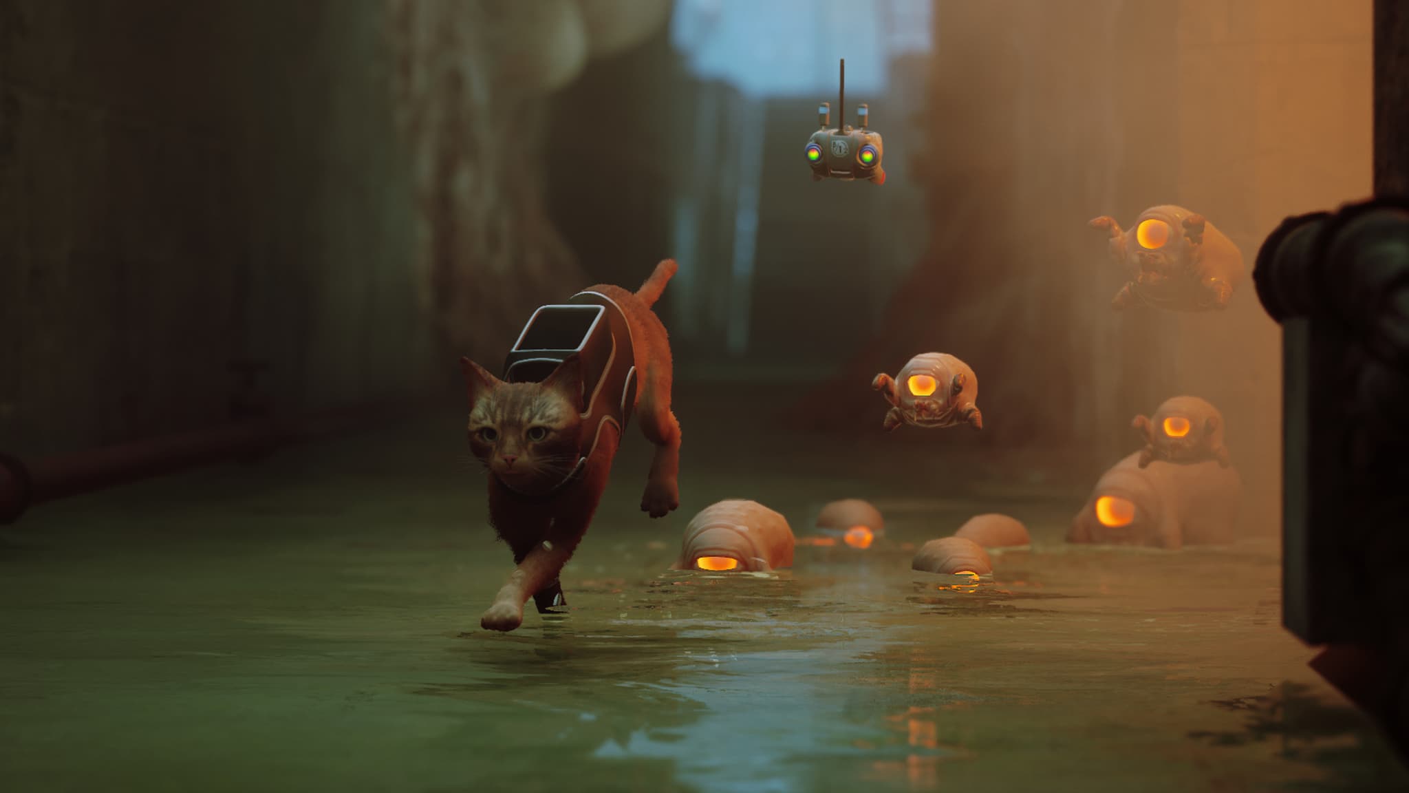 Le jeu vidéo Stray vous met dans la peau d'un chat.
