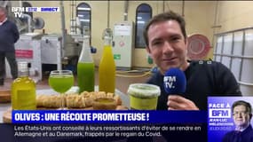 La récolte d'olives se présente prometteuse cette année