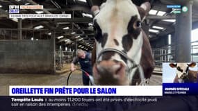 Orne: rencontre avec Oreillette avant son départ pour le Salon de l'agriculture