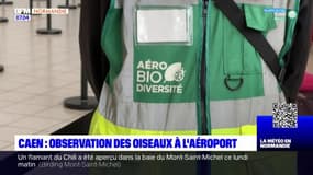Caen: un recensement des oiseaux à l'aéroport