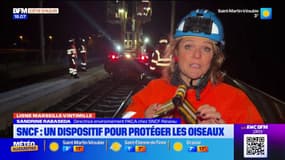 SNCF : un dispositif pour protéger les oiseaux