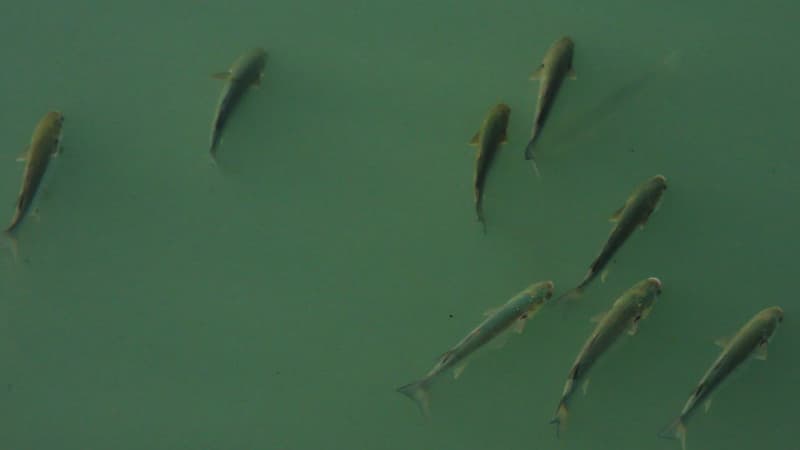 Des poissons dans une rivière