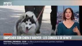 Comment empêcher votre chien d'aboyer, les conseils de BFMTV