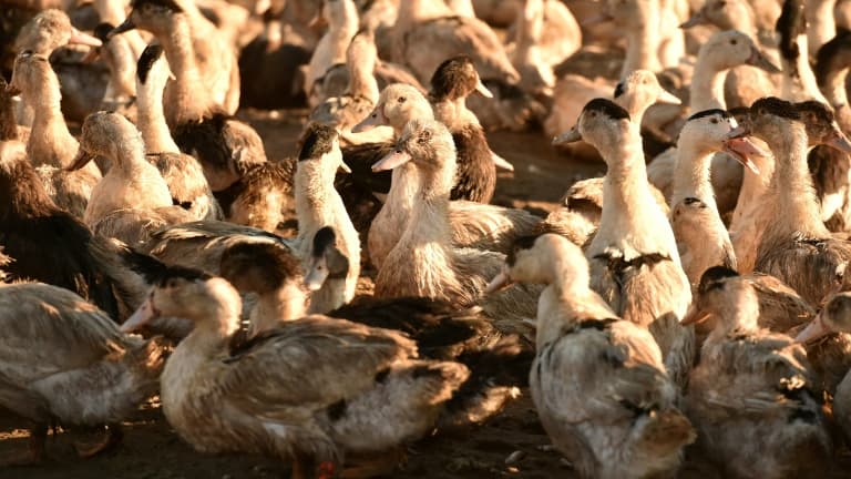 Un élevage de canards dans le Sud-Ouest de la France (illustration).