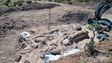 Les restes du plus grand dinosaure ont été retrouvés en Argentine.