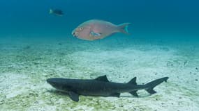 Un requin, avec d'autres poissons sur le site de plongée de l'île Seymour Nord dans l'archipel des Galapagos, en Équateur, prise le 8 mars 2024.
