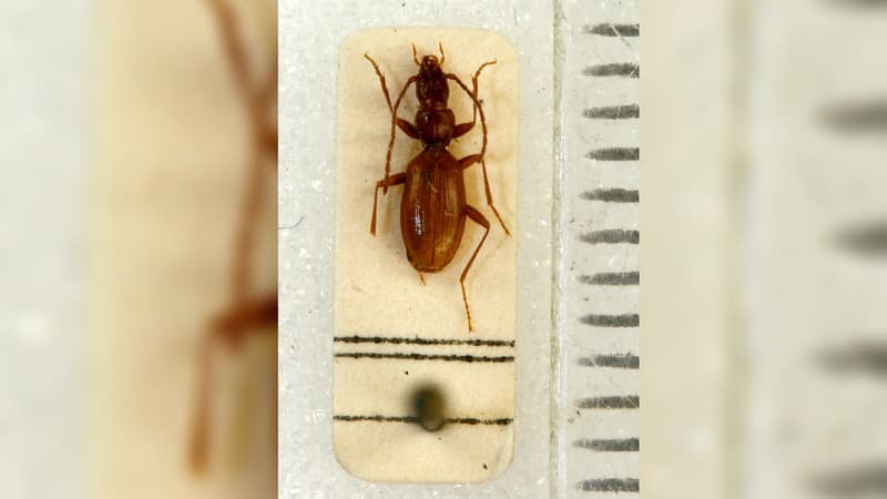 Un Anophthalmus hitleri, coléoptère nommé d'après Adolf Hitler
