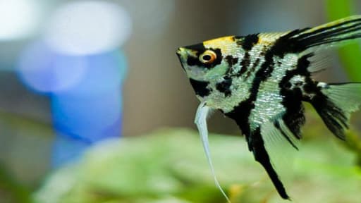 Poisson tropical d'eau douce