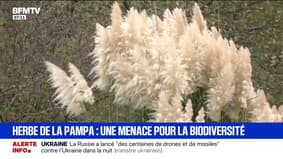 L'herbe de la pampa, cette plante aussi dangereuse que belle, désormais interdite en France 